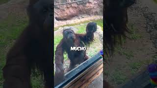 Este Orangután Es Muy Inteligente😮 shorts [upl. by Ocihc]