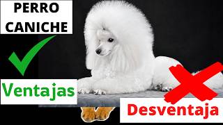 El Perro Caniche o Poodle  Ventajas y Desventajas [upl. by Ahsieyk119]