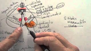 Síndromes del tronco cerebral Mesencéfalo [upl. by Aracot801]