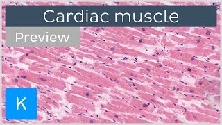 Cardiac muscle characteristics functions and location preview  Human Histology  Kenhub [upl. by Lemej978]