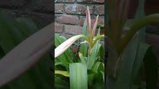 Amyris lily Plant Beautiful And Easy To Grow Flowering Plant khoobsuratnature6227 [upl. by Hazrit]