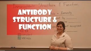 Antibody Structure amp Function [upl. by Myrna]