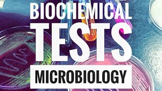 Biochemical TestsPart 1 [upl. by Nylinej]