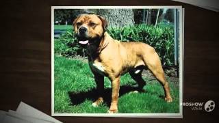 American Bull Molosser Dog breed [upl. by Leilani]