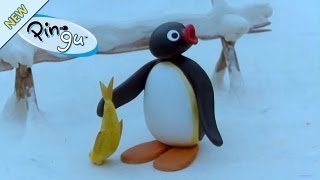 Pingu and the Birds Mother  Pingu Official Channel [upl. by Nitsur]