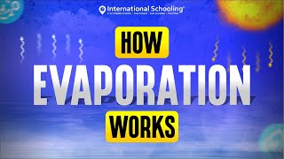 How Evaporation Works  Best Online High School  International Schooling [upl. by Artemus]