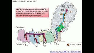 Medical Biochemistry Enzyme Cofactors and Water Soluble Vitamins 2 Skildum [upl. by Notlrak11]