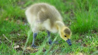 Baby Geese [upl. by Burlie]