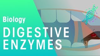 Digestive enzymes  Physiology  Biology  FuseSchool [upl. by Vanessa]