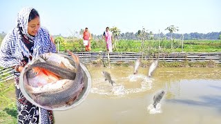 বাড়ির পুকুরে মাছ ধরে আর বাগানের টাটকা বেগুন দিয়ে আজকের রান্না  fish curry recipe [upl. by Ainegul597]