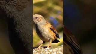 Beautiful Dunnock Chirping [upl. by Airdnax]