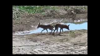 Mating Coyotes Become Stuck Litterally Inseparable [upl. by Dnalloh]