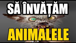 Sa invatam animalele [upl. by Ettevol]