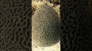 Brain Coral marinelife Ocean sea scuba gopro viral fyp YouTubeChamps [upl. by Barbey853]