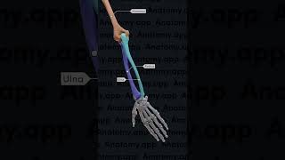 Biomechanics of the upper limb pronation and supination [upl. by Nanfa]