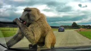 New Golf damaged by Baboon at Knowsley Safari Park [upl. by Spracklen]