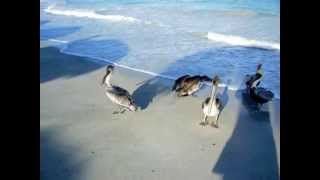 Iberostar Varadero  Pelikane am Strand [upl. by Ettevahs]