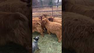 Working Dogs Load Cattle Onto Trailer [upl. by Aihsitan]