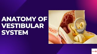 ANATOMY OF VESTIBULAR SYSTEMWHAT ARE SEMICIRCULAR CANALSVESTIBULAR DISORDERS [upl. by Thrift600]