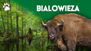 La dernière foret primaire dEurope  Parc national de Bialowieza  Documentaire animalier  HD [upl. by Cony]