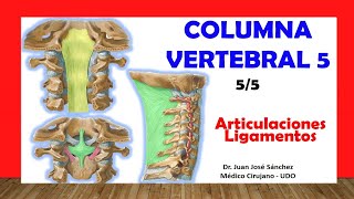 🥇 COLUMNA VERTEBRAL 55  Articulaciones y Ligamentos Fácil y Sencillo [upl. by Aneem]