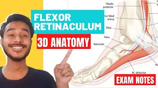 flexor retinaculum of leg anatomy  flexor retinaculum of foot anatomy  flexor retinaculum anatomy [upl. by Turnheim753]