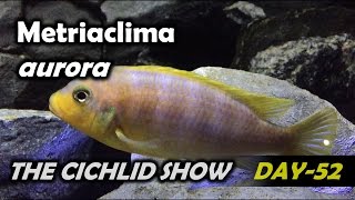 metriaclima aurora cichlid  dominant and submissive behaviors [upl. by Niamjneb]