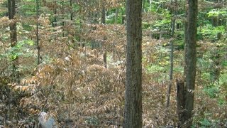 Forest Vegetation Management Using Herbicides [upl. by Flem972]