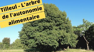 🌳😀TILLEUL  LARBRE DE LAUTONOMIE ALIMENTAIRE🌳😀 [upl. by Haelak]