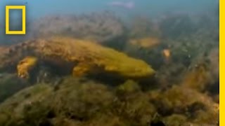 Kissing a Hellbender  National Geographic [upl. by Nareht]