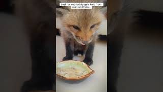 Lost fox cub luckily gets help from man and then fox babyfox shorts [upl. by Shulem420]