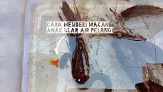 Cara Memberi Makan Anak Ular Air Pelangi Enhydris Enhydris [upl. by Standing]