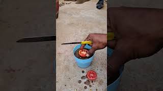 टमाटर से टमाटर का पौधा कैसे उगाए How to grow tomato plant from tomato grow tomato [upl. by Virginie]