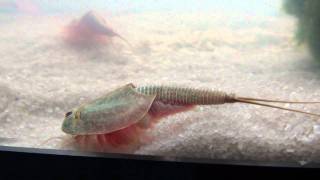 Triops Longicaudatus [upl. by Ahsikan]