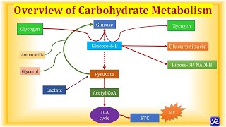 1 Overview Carbohydrate Metabolism  Carbohydrate Metabolism1  Biochemistry NJOY Biochemistry [upl. by Ninaj]