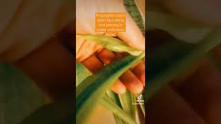 How to Propagate Snake Plant in Water [upl. by Emmalee736]