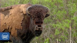 El bisonte americano Wood Buffalo  Documental Completo [upl. by Geri]