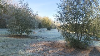 Truffes  un terrain vandalisé à MouthierssurBoëme en Charente [upl. by Karlan547]