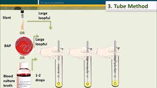 Coagulase Test [upl. by Yhtnomit]