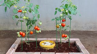 The method of growing tomatoes produces a lot of fruit [upl. by Ssenav364]