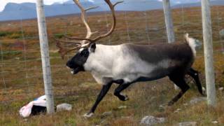 Samiska nationalsången  the Sámi Nationalanthem [upl. by Erbma520]