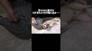 怒られると柴犬は３歳児のような行動に出るshorts dog シヴァ犬 [upl. by Acinok163]