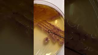 Microbiology labshortvideo viralvideo viralshort [upl. by Scibert]