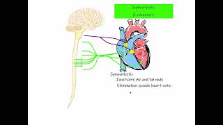 29 Chronotropic Effect Heart Rate [upl. by Inafetse362]