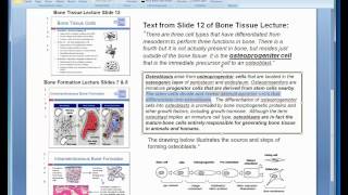 Where do Osteoblasts come from [upl. by Haldes486]