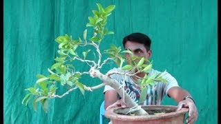 Ficus Panda Bonsai  Time lapse [upl. by Kurys529]