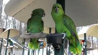 YellowNaped Amazon Parrots Talking like an Old Married Couple [upl. by Ben892]