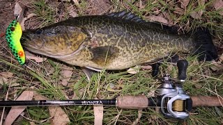 Murray cod quadrella [upl. by Oikim294]