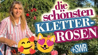 Kletterrosen Special SUPER mit SchnittAnleitungen [upl. by Newel908]