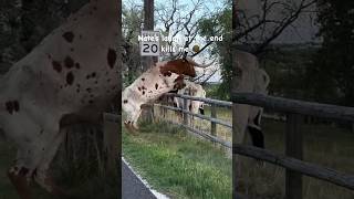 Longhorn jumps fence ranchlife [upl. by Link]